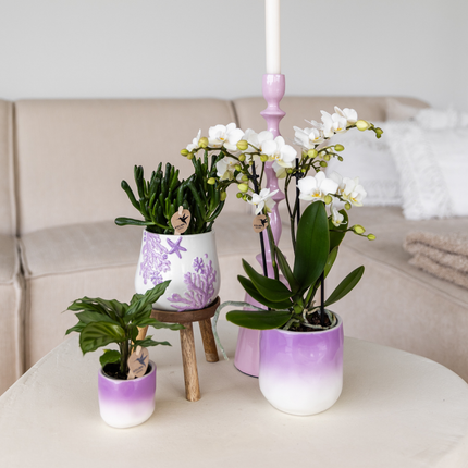 Kolibri Home | Doniczka koralowa - liliowa - Ø9 cm