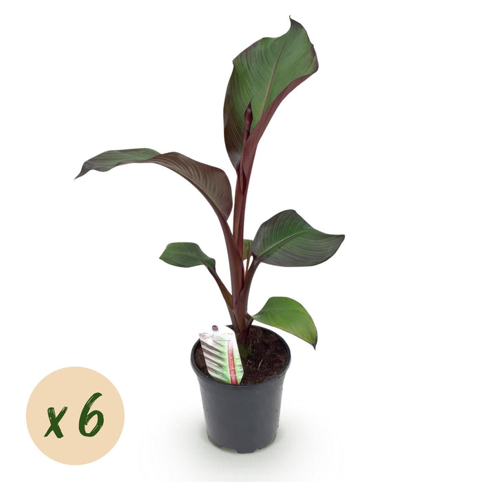 Fruitplant - Bananen plant - Ensete ventricosum Maurelli - Winterhard - 6 planten - Pot 17cm Hoogte 40cm