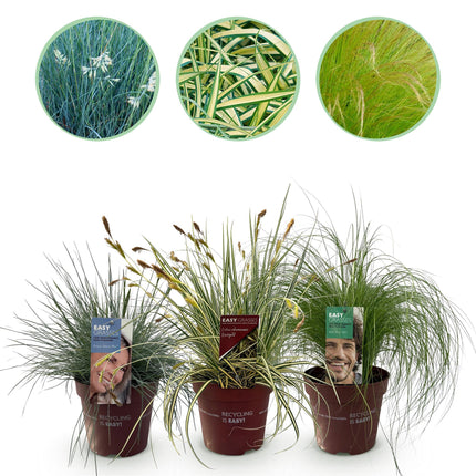 Ornamental grasses - Blue - Yellow - Green - ↕50cm - Ø17cm - 3x