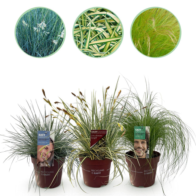 Trawy ozdobne - Niebieskie - Żółte - Zielone - ↕50cm - Ø17cm - 3x