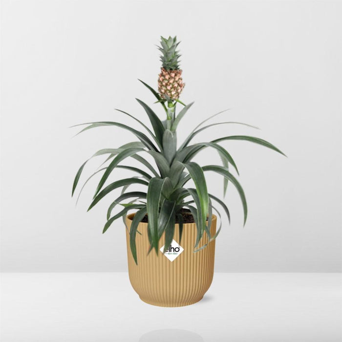 Ananas Mi Amigo - Ananasplant - in elho Vibes Fold Ø14cm geel