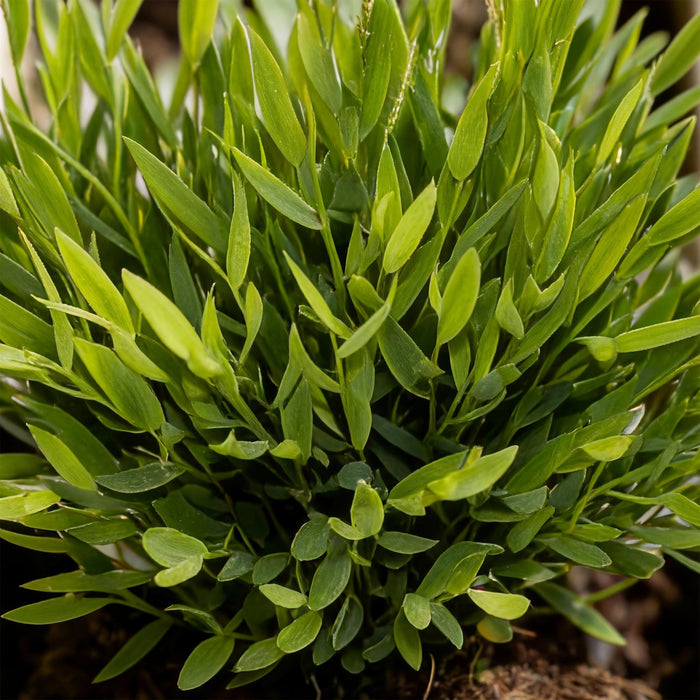 Bamusa Pogonatherum Monica - Bamboegras - met witte plantenpot - ↕20cm - Ø12cm