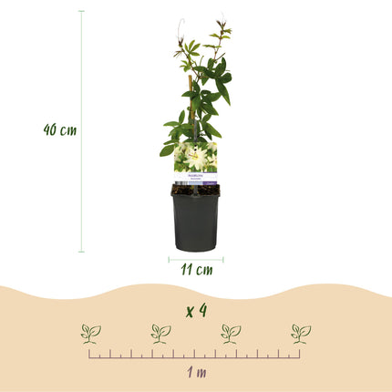 Passionflower - Passiflora Avalanche - White Flower - ↕40cm - Ø11cm - 2x