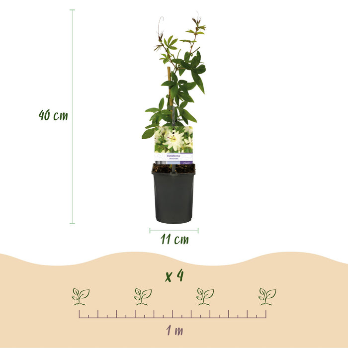 Passiebloem - Passiflora Avalanche  - Bloem  Wit - ↕40cm - Ø11cm - 2x