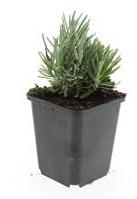 Lavandula ang. 'Dwarf Blue' - ↕10-25cm - Ø9cm - 24x