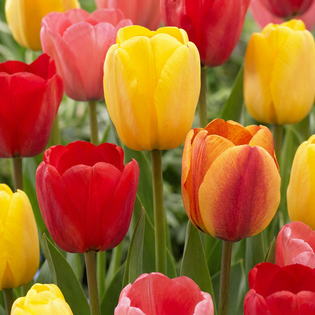 120x Tulipa Darwin Hybride mix - Bloembollen - Darwin-tulp mix - Diversen - Voorjaarsbloeier - Bolmaat 11/12