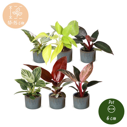 Baby Philodendron Family 6x - Wit - Roze - Geel - Groen - Rood - Tropisch - incl. Linnea Misty Blue - Ø6cm - ↕10-15cm