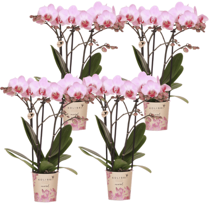 Kolibri Orchids | Combi Deal - 4 Roze Phalaenopsis Orchideeën Mineral Antwerpen - Ø9 cm