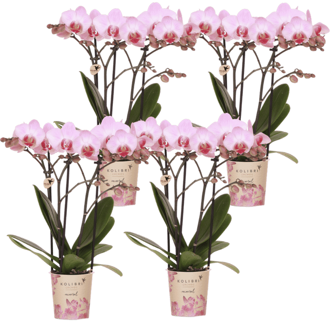 Kolibri Orchids | Combi Deal - 4 Roze Phalaenopsis Orchideeën Mineral Antwerpen - Ø9 cm