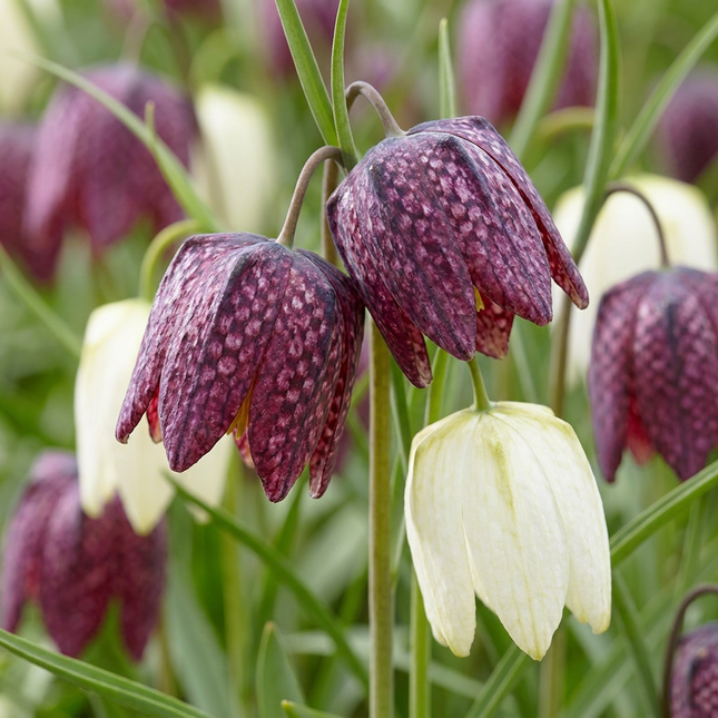 60x Fritillaria Meleagris Mix - Cebule kwiatowe - Mieszanka szachownicy - Fioletowo-biała - Cebula naturalizująca - Rozmiar cebuli 6/7