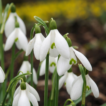 200x Galanthus Elwesii - Bloembollen - Grote sneeuwklokje - Wit - Voorjaarsbloeier - Bolmaat 5/6
