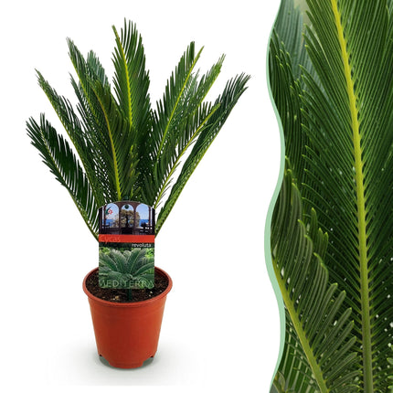 Cycas revoluta - Palm fern - ↕45cm - Ø14cm