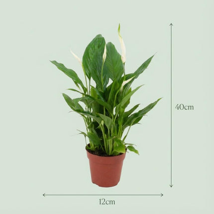 Spathiphyllum Lepelplant - ↕35-40cm - Ø12cm - 4x