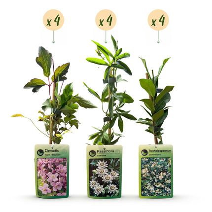 Klimplaten Tricolor Colourfull - Driekleurige klimplant 12x - Licht Roze - Wit - Paars - Klimplant - Ø9cm - ↕35cm