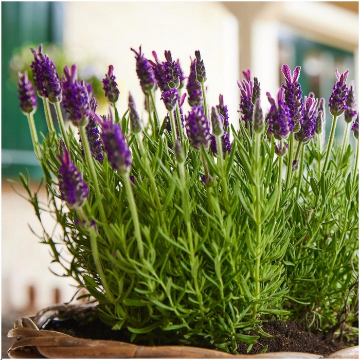 Lavandula stoechas Anouk® - Lavendel - Ø12cm - 6x