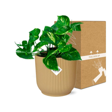 Epipremnum Pinnatum ‘Aureum’ in elho Vibes Fold Ø14cm geel