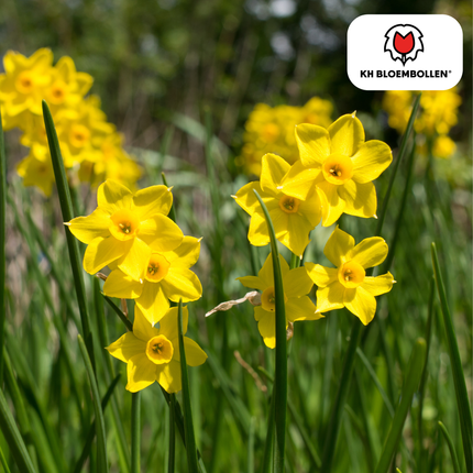 Narcisi Baby Boomer, 25 pezzi - Bulbi di fiori