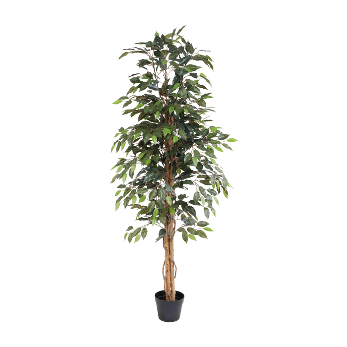 Plante artificielle Ficus Benjamina - ↕160cm