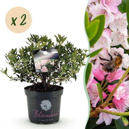 Dwerg Rhododendron - Rhododendron Bloombux Light Pink - Bloeiende Buxus - Licht Roze Bloem - ↕45-55cm - Ø23cm - 2x