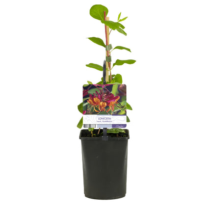 Lonicera Heckrottii Goldflame - Fiore rosa e giallo - Caprifoglio - ↕40cm - Ø11cm - 2x