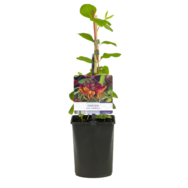 Lonicera Heckrottii Goldflame - Flor rosa y amarilla - Madreselva - ↕40cm - Ø11cm - 2x