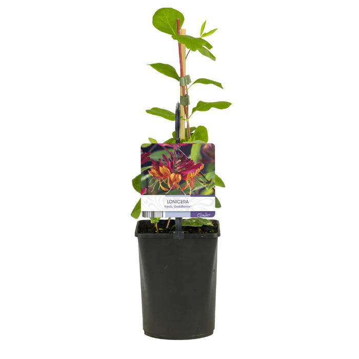 Lonicera Heckrottii Goldflame - Bloem Roze met Geel - Kamperfoelie - ↕40cm - Ø11cm - 2x