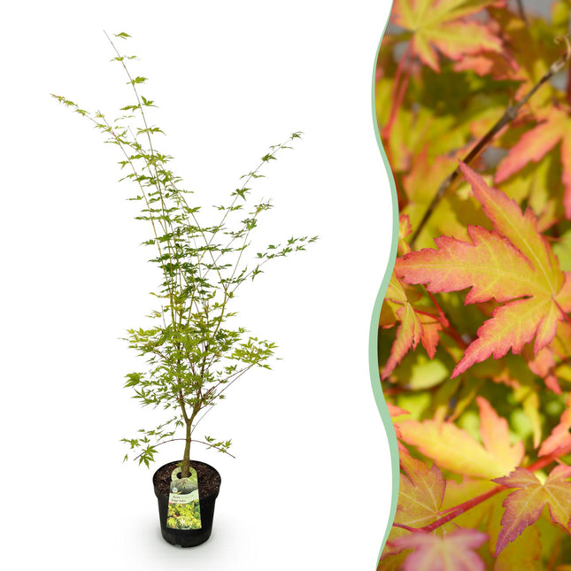 Acer palmatum Sangokaku - Japanse Esdoorn - Groen - ↕90cm - Ø26cm