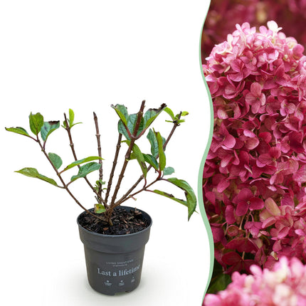 Hydrangea panniculata Living Little Rosy - Pluimhortensia - Roze - ↕20-30cm - Ø12cm
