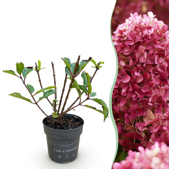 Hydrangea panniculata Living Little Rosy - Pluimhortensia - Winterhard - Roze - 1 Plant - Pot 12cm - Hoogte Hoogte 20-30cm