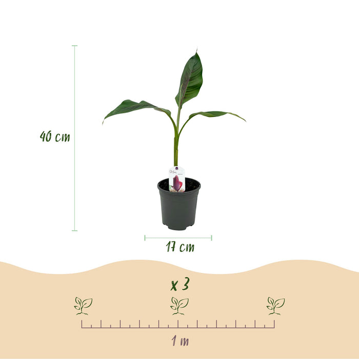 Fruitplant - Bananen plant - Musa sikkemensis Red Tiger - Winterhard - 2 planten - Pot 17cm Hoogte 40cm