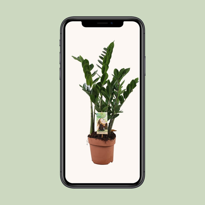 Zamioculcas Zamiifolia - ZZ Plant - ↕70cm - Ø17cm