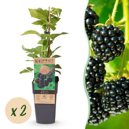 Rubus occidentalis Black Jewel - Bramenplant - Zwarte Braam - ↕50cm - Ø15cm - 2x