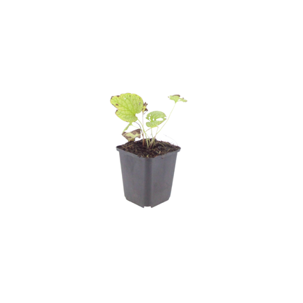 Brunnera macrophylla 'Jack Frost' - Caucasian forget-me-not - ↕10-25cm - Ø9cm - 60x
