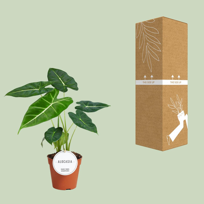Alocasia Frydek - Olifantsoor - ↕35cm - Ø12cm