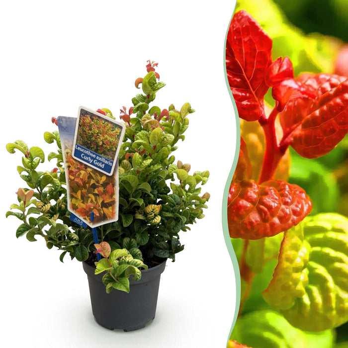 Leucothoe Curly Gold - Geel - 1 Plant - Groenblijvend - Weinig Onderhoud - Pot 17cm Hoogte 40cm