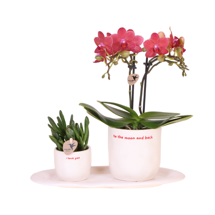 Kolibri Orchids | Coffret cadeau "Love you" | Orchidée Phalaenopsis rouge Congo et plante verte dans des pots décoratifs love sur plateau Cloud