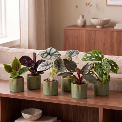 Baby Planten Jungle Mix - Diversen 6x - Tropisch - incl. Linnea Olive - Ø6cm - ↕10-15cm
