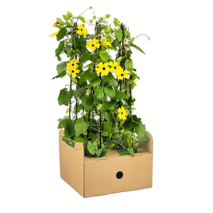 Suzanne met de Mooie Ogen - Thunbergia alata Sunny Susy Yellow - ↕60cm - Ø13cm - 4x