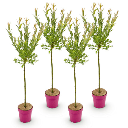 Salix Flamingo - Flamingo Wilg op stam - Ø19cm - ↕90-100cm - 4x