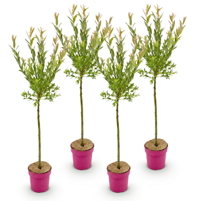 Salix Flamingo - Flamingo Wilg op stam - Ø19cm - ↕90-100cm - 4x