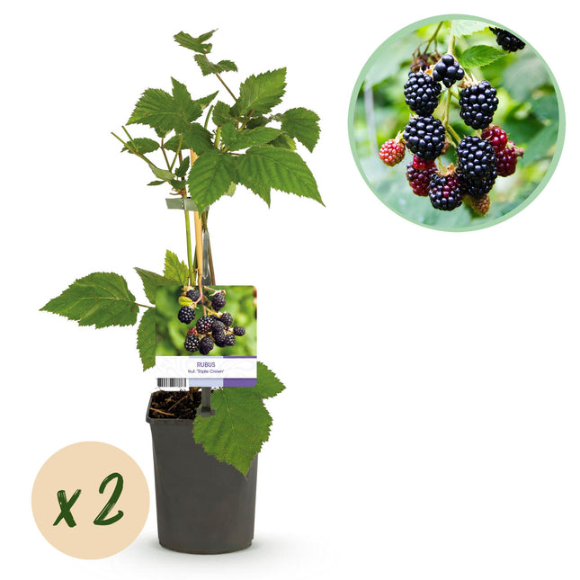 Blackberry plant - Rubus fruticosus Triple Crown - Blackberry - Thornless - ↕40cm - Ø11cm - 2x