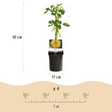 Klimroos - Rosa Rainbow - Bloemen Roze Wit Geel Rood - Weinig onderhoud - 4 planten - Pot 11cm Hoogte 40cm
