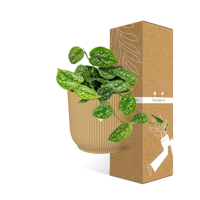 Scindapsus Pictus ‘Argyraeus’ in elho Vibes Fold Ø14cm geel