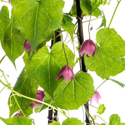 Rhodochiton Atrosanguineum 'Purple Bells' - ↕60 cm - Ø13 cm - 4x