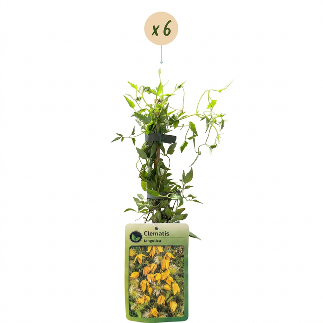 Clematis tangutica - Chinese bosrank 6x - Geel - Klimplant - Ø9cm - ↕35cm