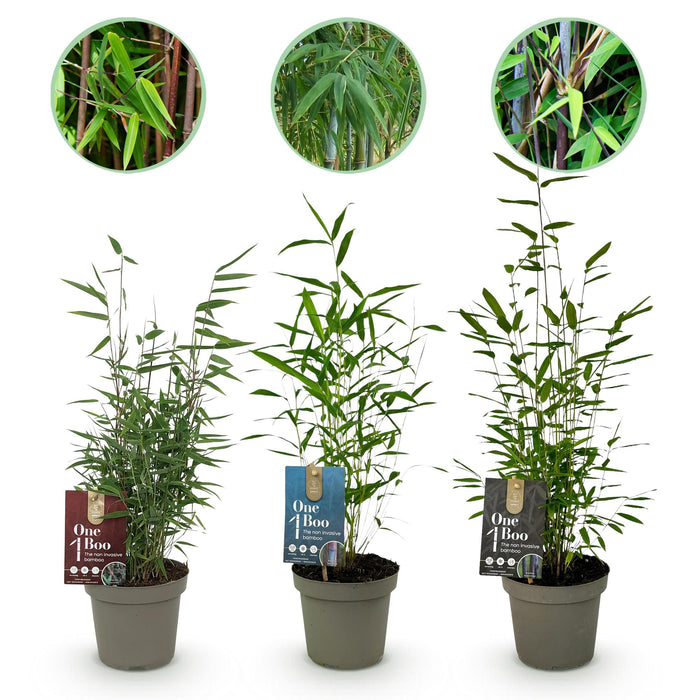 Bamboe - Fargesia dragon Tricolour - Zwart, Rood, Blauw  - 3 Planten - Bladhoudend - Niet Woekerend- Pot 14cm Hoogte 35cm