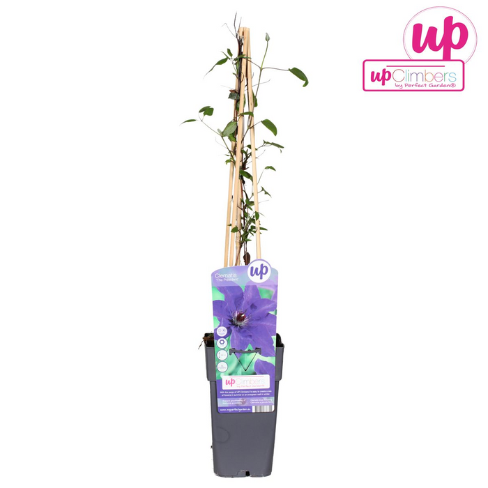 Clematis The President - Clematis Paars - ↕65cm - Ø15cm
