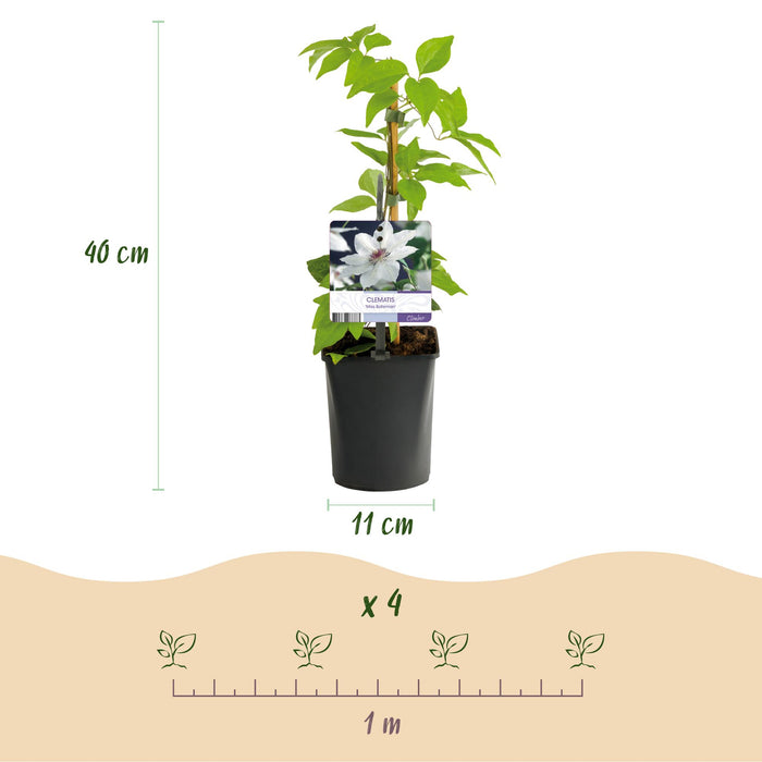 Clematis Miss bateman - Bosrank - Bloem Roze - ↕40cm - Ø11cm - 2x