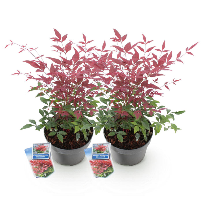 Nandina Obsessed - Rood - 2 Planten - Groenblijvend - Weinig Onderhoud - Pot 17cm Hoogte 45cm