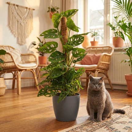 Monstera Andansonii Moss Pole - Monkey Mask - z szarą doniczką - ↕90cm - Ø19cm